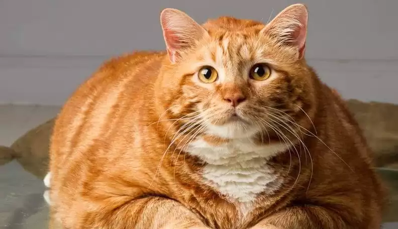 comment faire grossier son chat