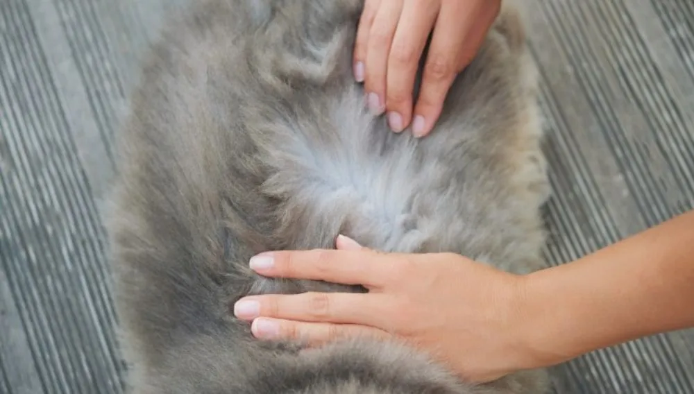 comment-les-chats-attrapent-des-puces