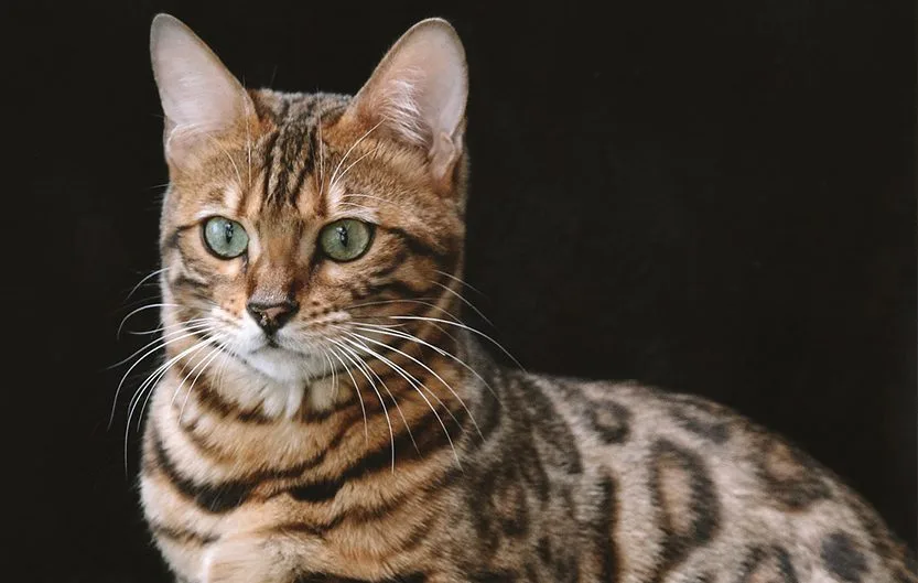 le-chat-bengal