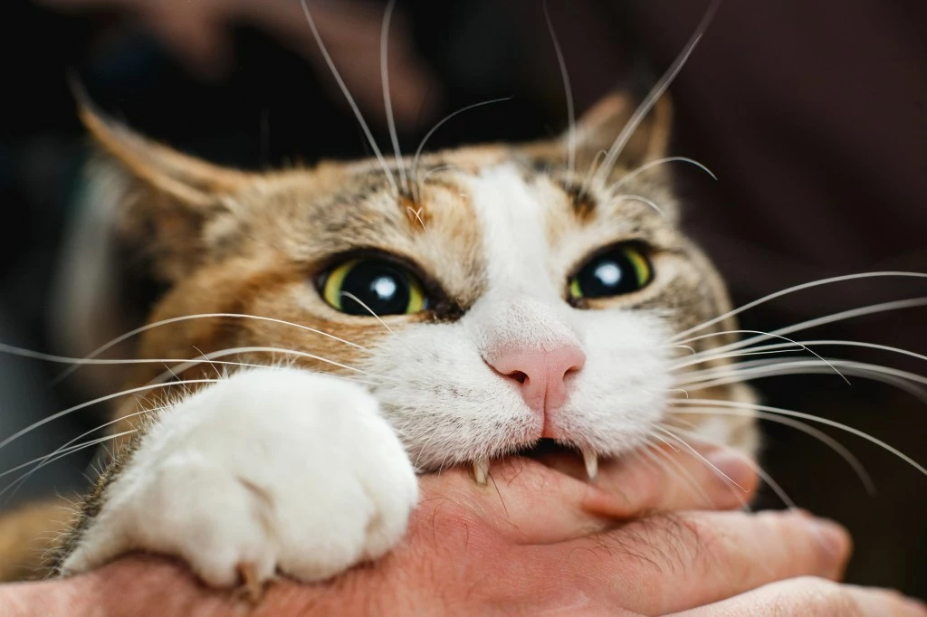 morsure chat
