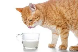 peut on donner du lait à un chat ?