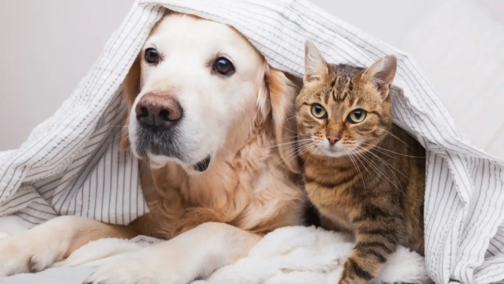 Chat-ou-Chien-Quel-Animal-Est-Plus-Intelligent