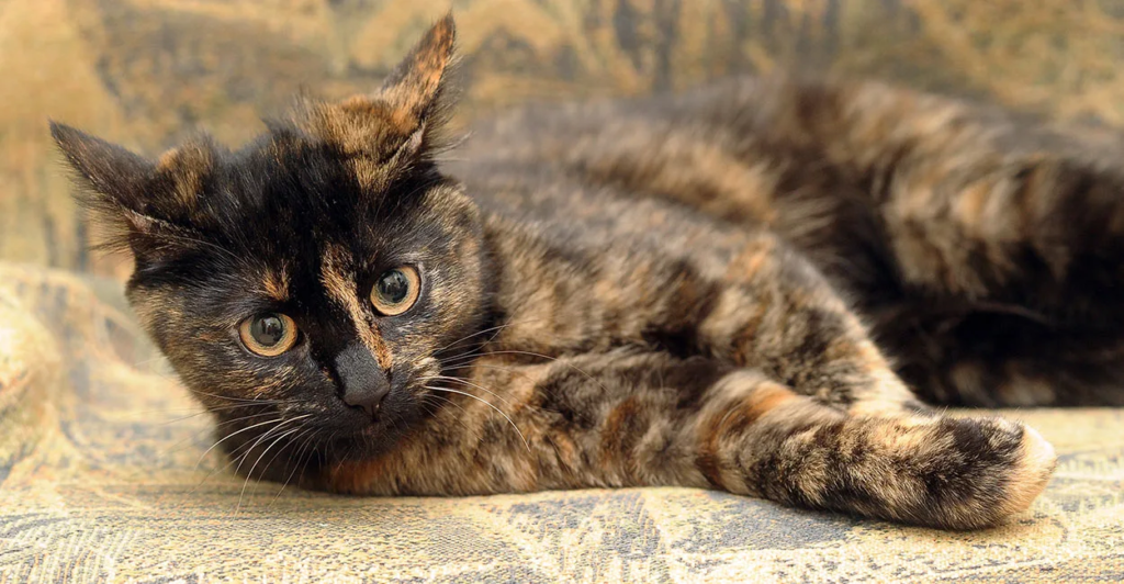chat-écaille-de-tortue