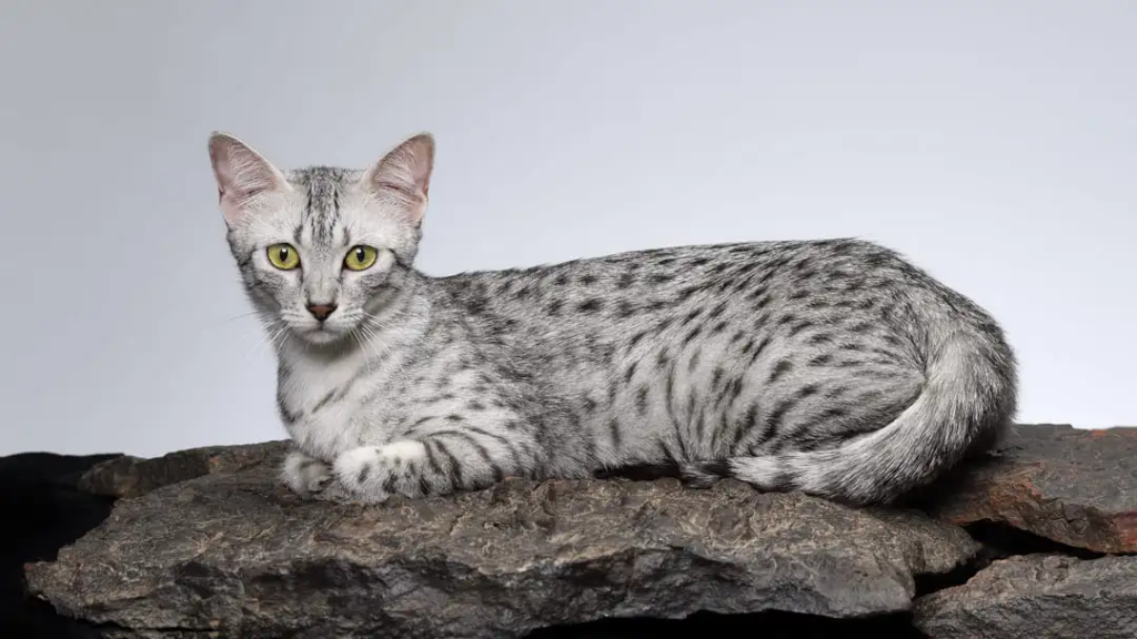 chat-egyptien