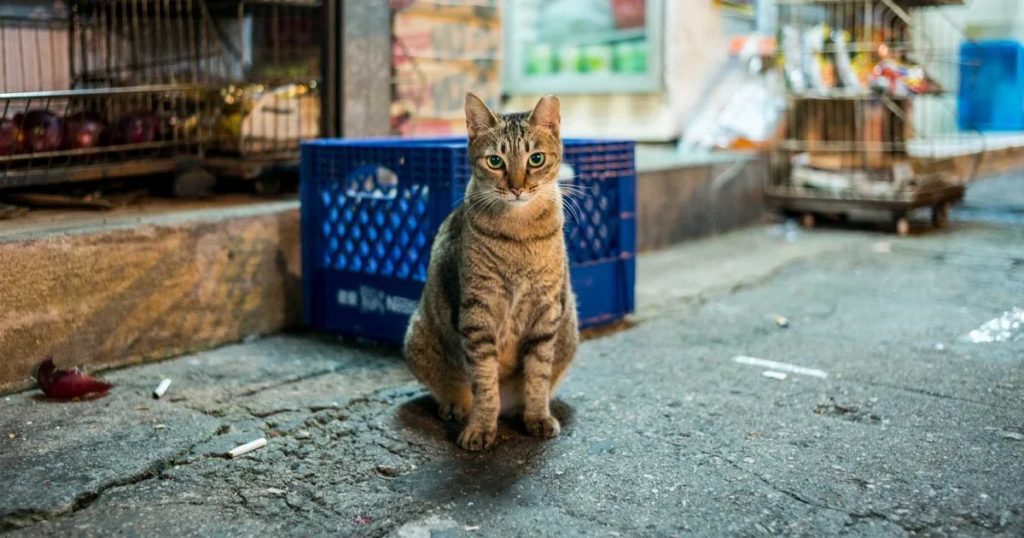 chat-errant