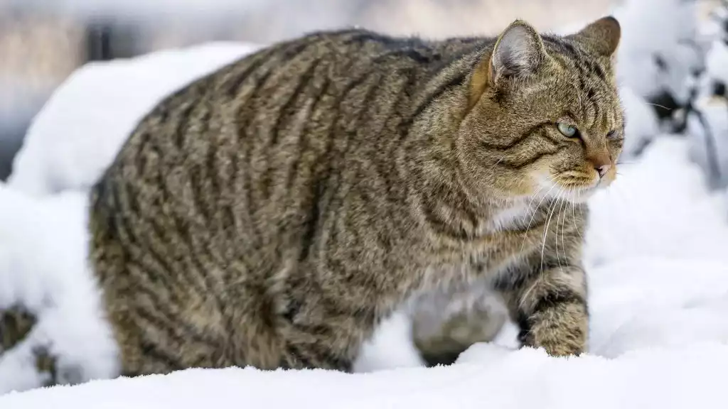 chat forestier