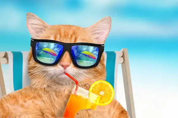 chat-vacances