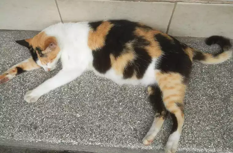 comment savoir si son chat est enceinte