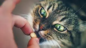 donner-cachet-chat