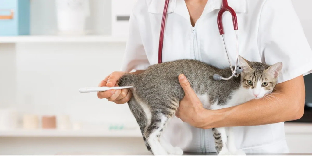 fièvre-chat