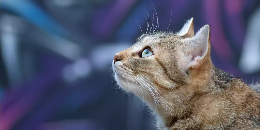 fiv chat sida