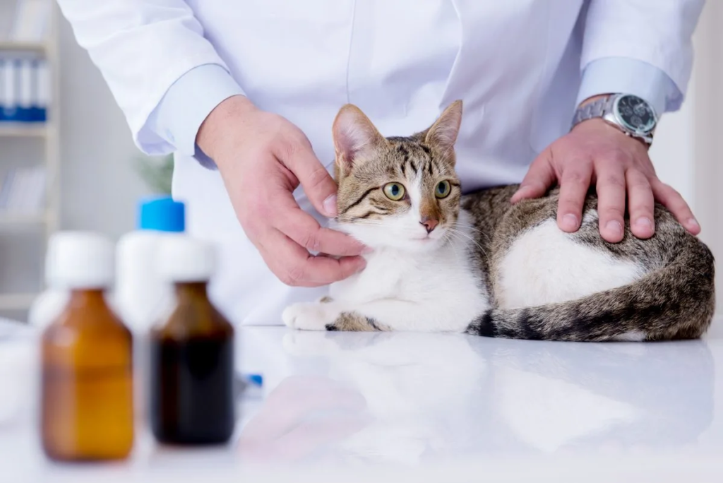 Infections Urinaires chez les Chats Symptômes et Traitements Chats Gâtés