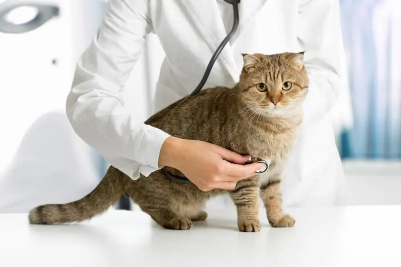 insuffisance-rénale-chat