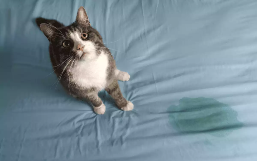 pourquoi-mon-chat-fait-pipi-sur-mon-lit