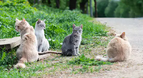 chat errant que faire
