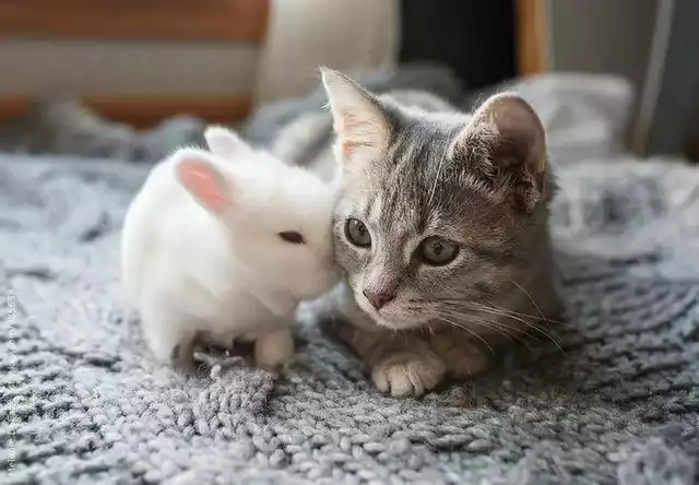 chat lapin quel animal de compagnie choisir